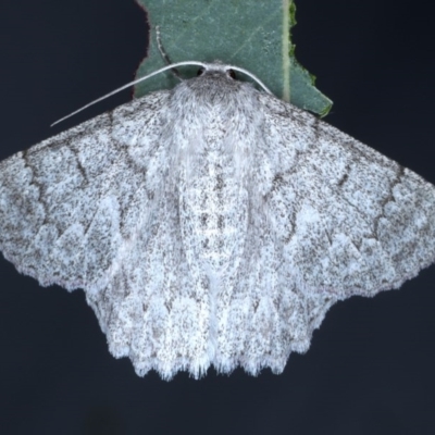 Crypsiphona ocultaria (Red-lined Looper Moth) at Forde, ACT - 6 Nov 2020 by jb2602