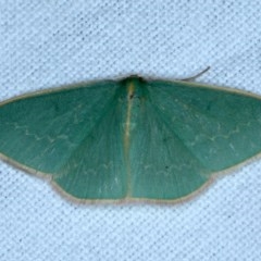 Chlorocoma dichloraria (Guenee's or Double-fringed Emerald) at Forde, ACT - 6 Nov 2020 by jb2602