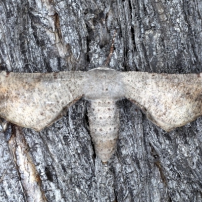 Circopetes obtusata (Grey Twisted Moth) at Forde, ACT - 6 Nov 2020 by jb2602