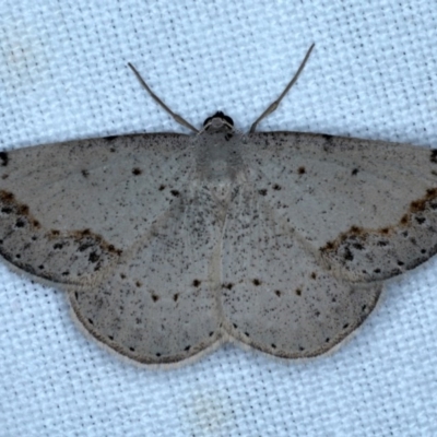 Taxeotis intextata (Looper Moth, Grey Taxeotis) at Forde, ACT - 6 Nov 2020 by jb2602