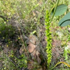 Microtis sp. (Onion Orchid) at Tuggeranong Hill - 7 Nov 2020 by Shazw