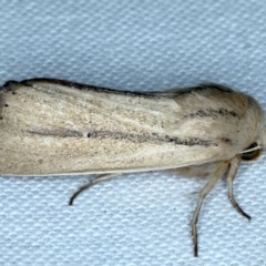 Leucania diatrecta (A Noctuid moth) at Forde, ACT - 6 Nov 2020 by jbromilow50