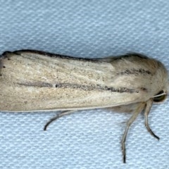 Leucania diatrecta (A Noctuid moth) at Forde, ACT - 6 Nov 2020 by jb2602