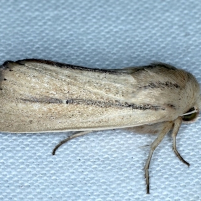 Leucania diatrecta (A Noctuid moth) at Forde, ACT - 6 Nov 2020 by jb2602