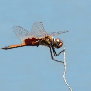 Tramea loewii at Fyshwick, ACT - 6 Nov 2020 11:16 AM