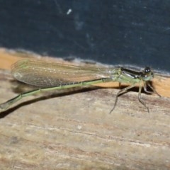 Ischnura aurora (Aurora Bluetail) at Fyshwick, ACT - 6 Nov 2020 by RodDeb