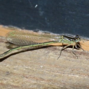 Ischnura aurora at Fyshwick, ACT - 6 Nov 2020 01:48 PM