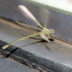 Ischnura aurora at Fyshwick, ACT - 6 Nov 2020 01:48 PM