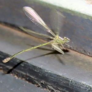 Ischnura aurora at Fyshwick, ACT - 6 Nov 2020 01:48 PM