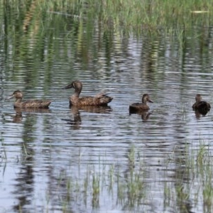 Spatula rhynchotis at Fyshwick, ACT - 6 Nov 2020