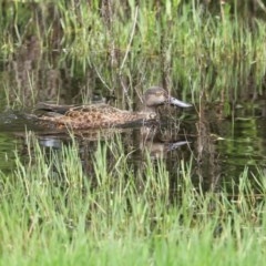 Spatula rhynchotis at Fyshwick, ACT - 6 Nov 2020