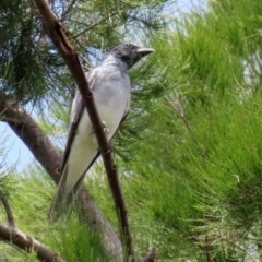 Coracina novaehollandiae at Fyshwick, ACT - 6 Nov 2020