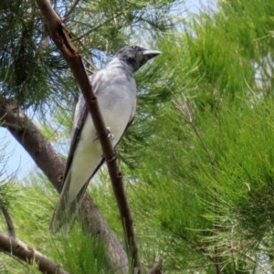 Coracina novaehollandiae at Fyshwick, ACT - 6 Nov 2020