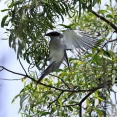 Coracina novaehollandiae at Fyshwick, ACT - 6 Nov 2020