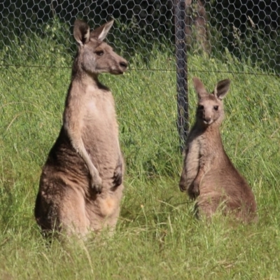 Macropus giganteus (Eastern Grey Kangaroo) at WREN Reserves - 7 Nov 2020 by Kyliegw