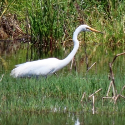 Ardea alba (Great Egret) at Fyshwick, ACT - 6 Nov 2020 by RodDeb