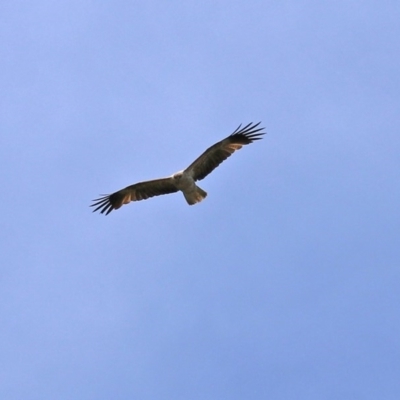 Haliastur sphenurus (Whistling Kite) at Fyshwick, ACT - 6 Nov 2020 by RodDeb