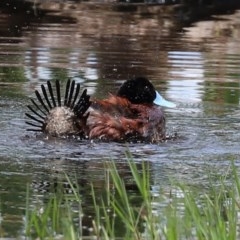 Oxyura australis (Blue-billed Duck) at Fyshwick, ACT - 6 Nov 2020 by RodDeb