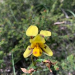 Diuris sulphurea (Tiger Orchid) at O'Connor, ACT - 7 Nov 2020 by KazzaC