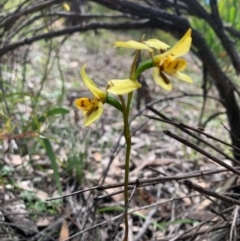 Diuris sulphurea at O'Connor, ACT - 7 Nov 2020