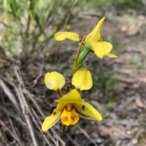 Diuris sulphurea at O'Connor, ACT - 7 Nov 2020