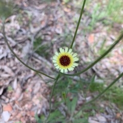 Tolpis barbata (Yellow Hawkweed) at Kaleen, ACT - 7 Nov 2020 by KazzaC