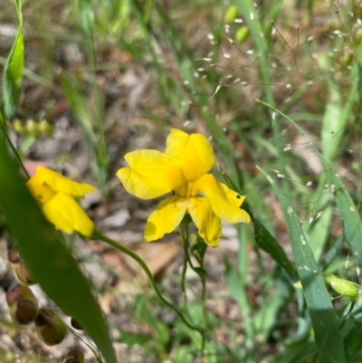 Goodenia pinnatifida (Scrambled Eggs) at Lyneham, ACT - 7 Nov 2020 by KazzaC