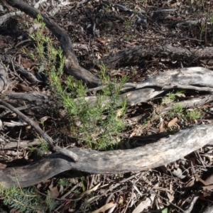 Gompholobium huegelii at O'Connor, ACT - 18 Oct 2020