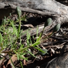 Gompholobium huegelii at O'Connor, ACT - 18 Oct 2020