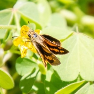 Ocybadistes walkeri at Chapman, ACT - 7 Nov 2020