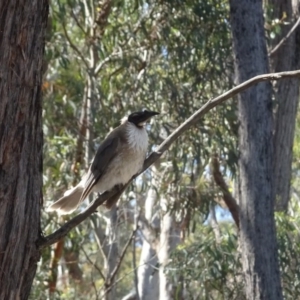 Philemon corniculatus at O'Connor, ACT - 18 Oct 2020