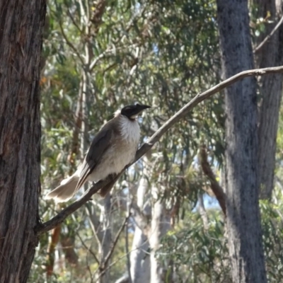 Philemon corniculatus (Noisy Friarbird) at O'Connor, ACT - 18 Oct 2020 by AndyRussell