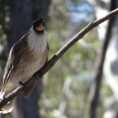 Philemon corniculatus at O'Connor, ACT - 18 Oct 2020