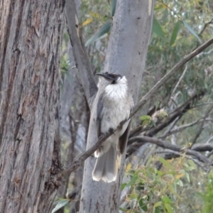 Philemon corniculatus at O'Connor, ACT - 18 Oct 2020