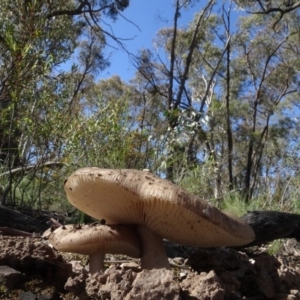 Amanita sp. at O'Connor, ACT - 18 Oct 2020