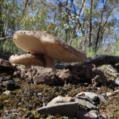 Amanita sp. at O'Connor, ACT - 18 Oct 2020