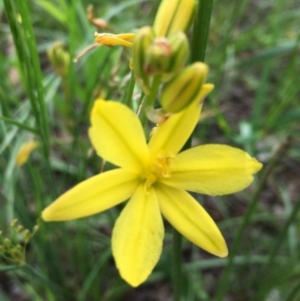 Bulbine bulbosa at Stromlo, ACT - 8 Nov 2020