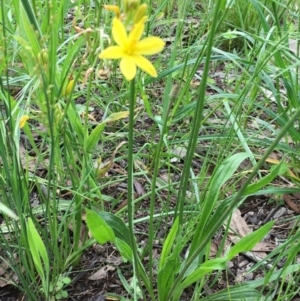 Bulbine bulbosa at Stromlo, ACT - 8 Nov 2020 01:17 AM