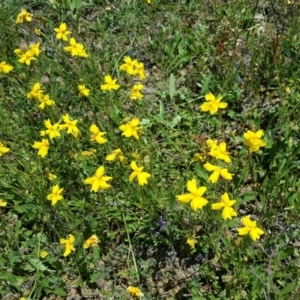 Goodenia pinnatifida at Isaacs Ridge - 7 Nov 2020