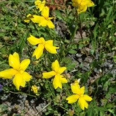 Goodenia pinnatifida at Isaacs Ridge - 7 Nov 2020