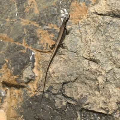 Eulamprus heatwolei (Yellow-bellied Water Skink) at Holt, ACT - 7 Nov 2020 by JaneR