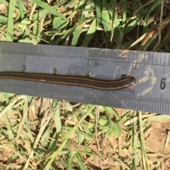 Hirudinidae sp. (family) (A Striped Leech) at Holt, ACT - 7 Nov 2020 by JaneR
