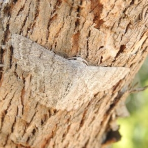 Crypsiphona ocultaria at Forde, ACT - 7 Nov 2020 02:10 PM