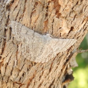 Crypsiphona ocultaria at Forde, ACT - 7 Nov 2020