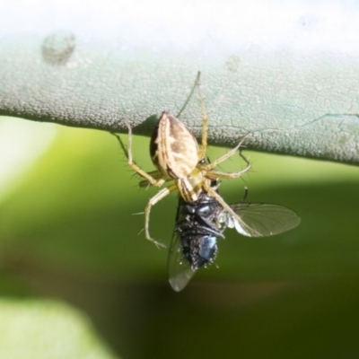 Oxyopes (genus) (Lynx spider) at Higgins, ACT - 6 Nov 2020 by AlisonMilton