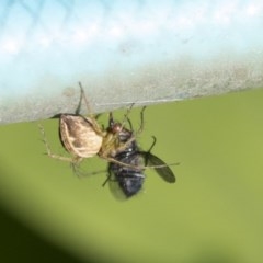 Oxyopes sp. (genus) at Higgins, ACT - 6 Nov 2020