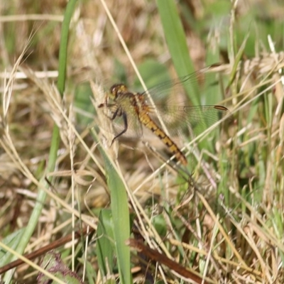 Diplacodes melanopsis (Black-faced Percher) at Wodonga - 7 Nov 2020 by Kyliegw