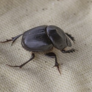 Onthophagus declivis at Higgins, ACT - 6 Nov 2020 04:08 PM