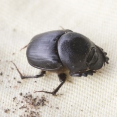 Onthophagus declivis at Higgins, ACT - 6 Nov 2020 04:08 PM