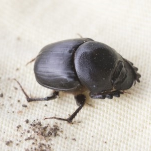 Onthophagus declivis at Higgins, ACT - 6 Nov 2020